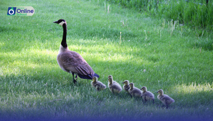 Lesson 12: Explanation of Imprinting Through Lorenz's Work